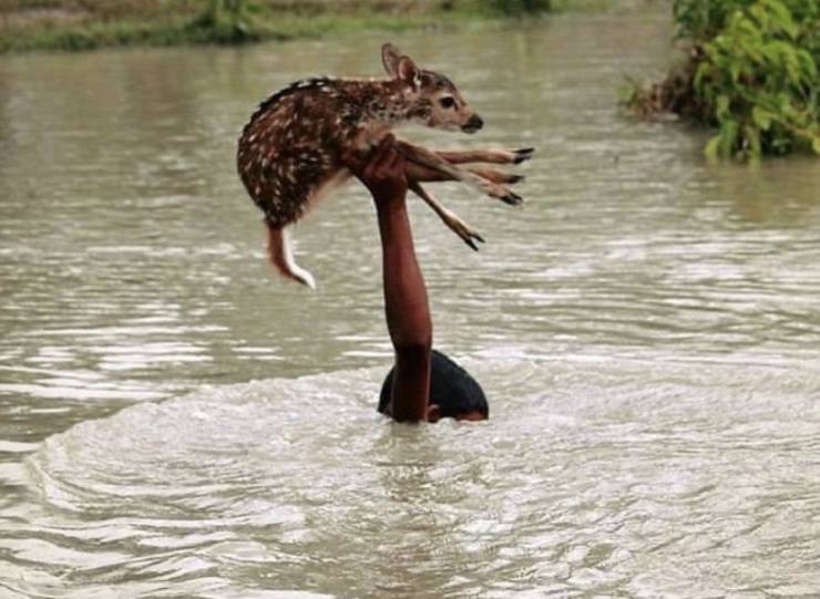 fun randoms - boy saving deer from flood