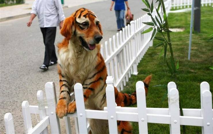 fun randoms - golden retriever tiger dog