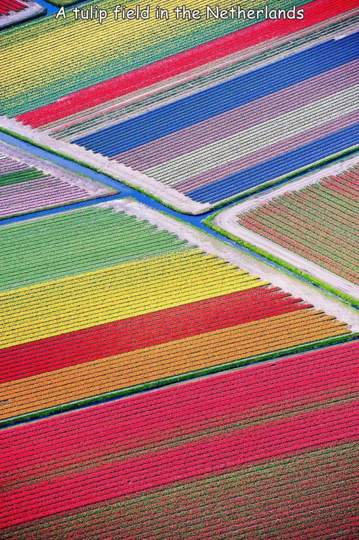fun randoms - A tulip field in the Netherlands