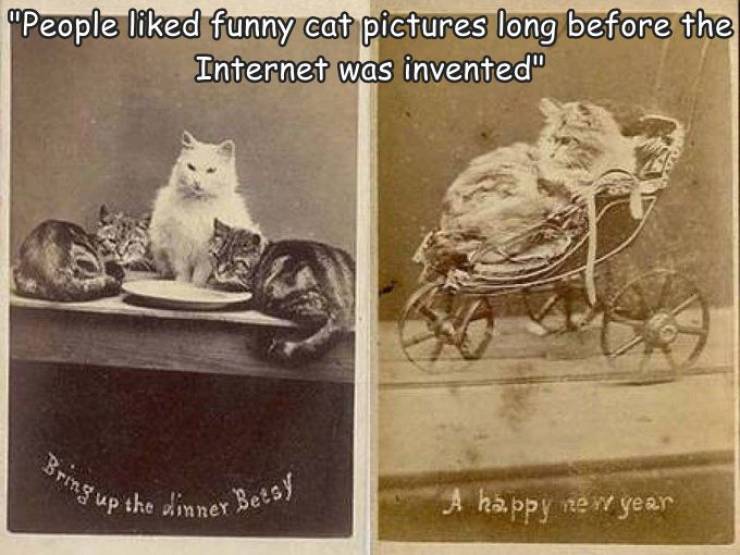 harry pointer cat - "People d funny cat pictures long before the Internet was invented" Bring up the dinner Betsy A happy new year
