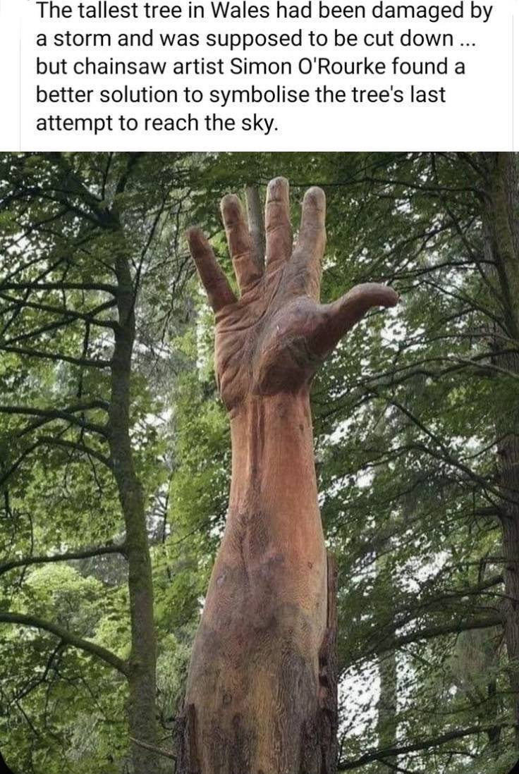 simon o rourke - The tallest tree in Wales had been damaged by a storm and was supposed to be cut down ... but chainsaw artist Simon O'Rourke found a better solution to symbolise the tree's last attempt to reach the sky.