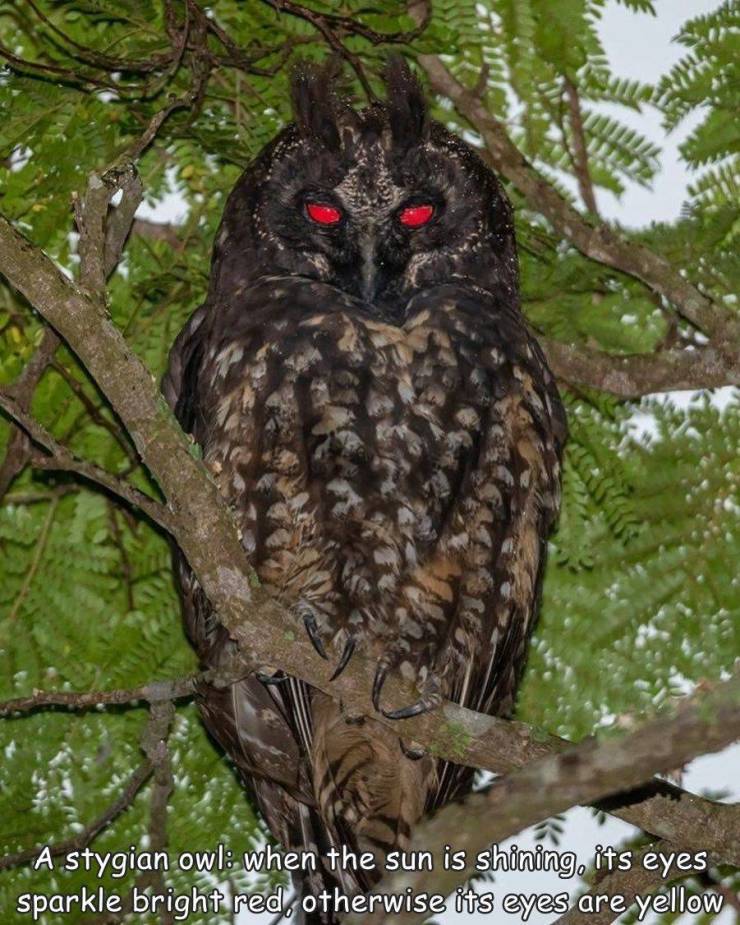 stygian owl - A stygian owl when the sun is shining, its eyes sparkle bright red otherwise its eyes are yellow