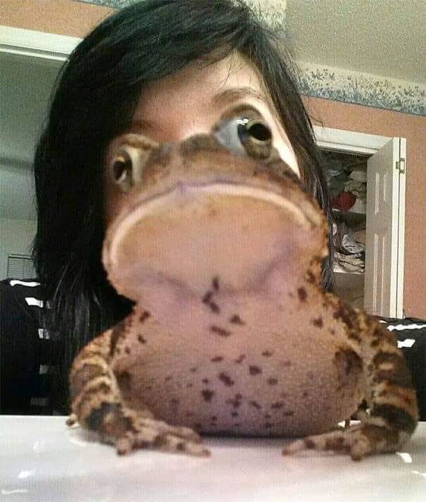 frog face meme