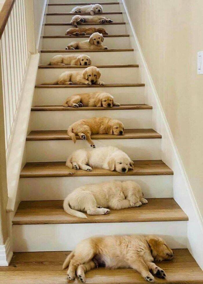 stairway to heaven dogs