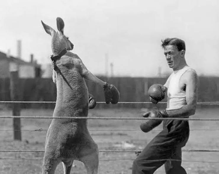 funny randoms - cool photos - kangaroos boxing gloves