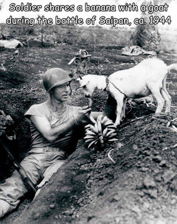 funny randoms - cool photos - soldier shares banana with goat - Soldier a banana with a goat during the battle of Saipan, ca. 1944