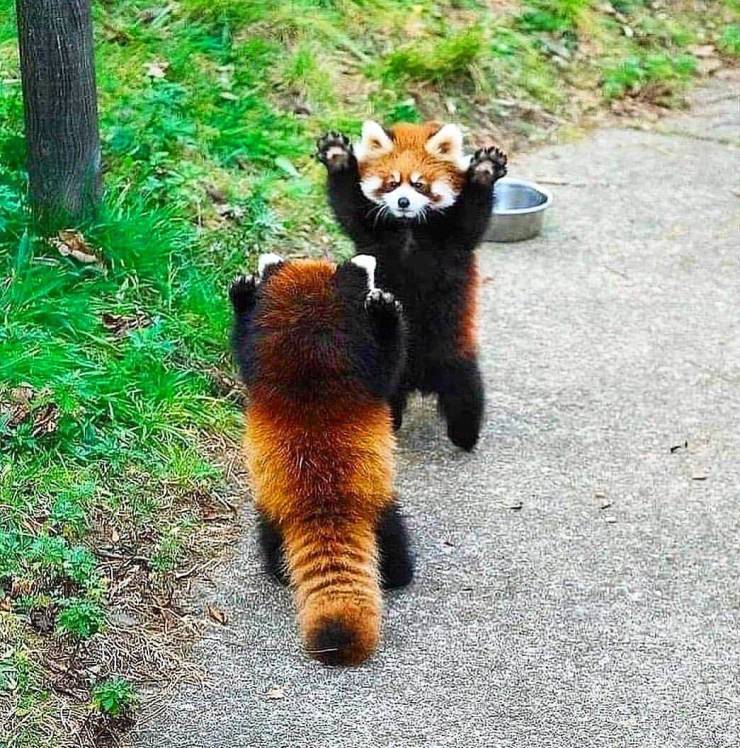 red panda threatened