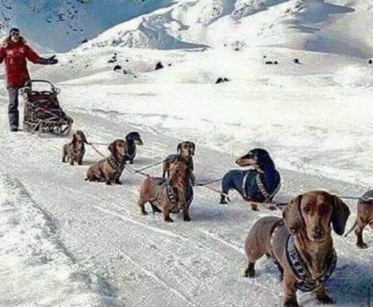 cool photos - dachshund sled dogs