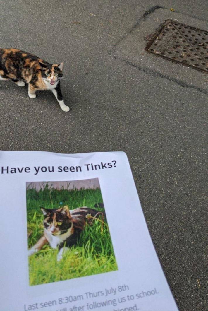 cool photos - have you seen tinks - Have you seen Tinks? 22 Last seen am Thurs July 8th after ing us to school.