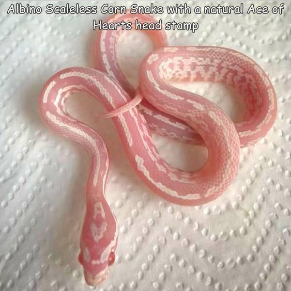 cool images, fun randoms - lip - Albino Scaleless Corn Snake with a natural Ace of Hearts head stamp 990