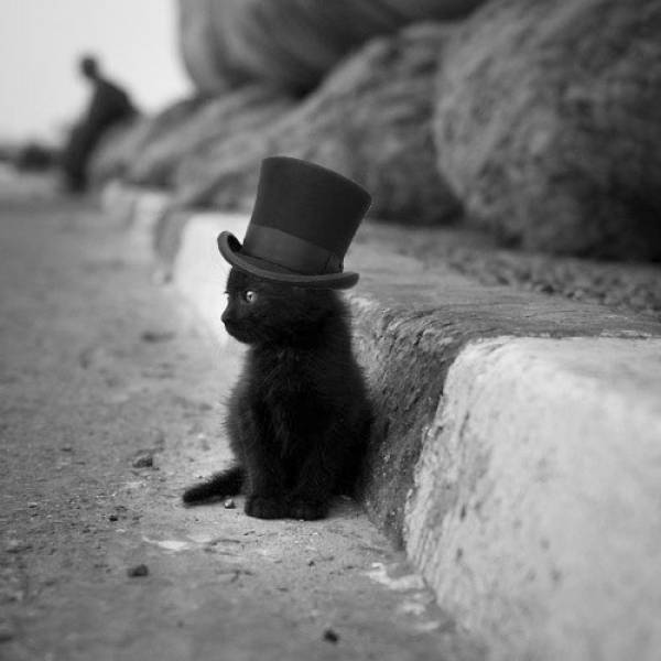 cool images, fun randoms - kitten wearing top hat