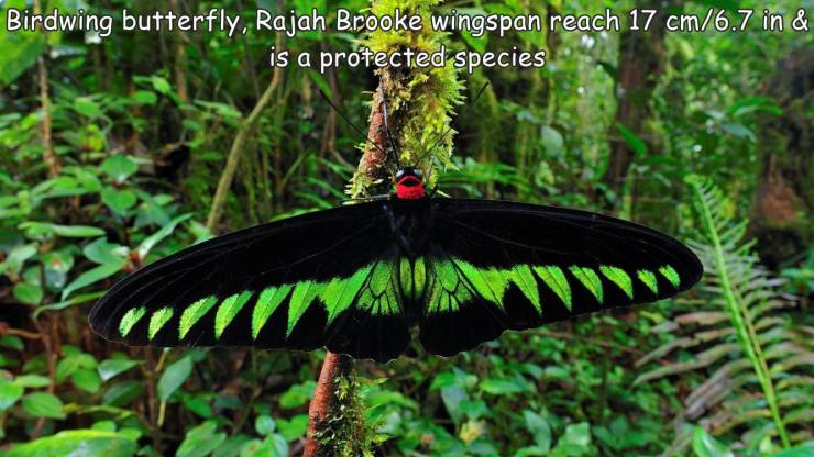 cool images, fun randoms - birdwing butterfly size - Birdwing butterfly, Rajah Brooke wingspan reach 17 cm6.7 in & is a protected species