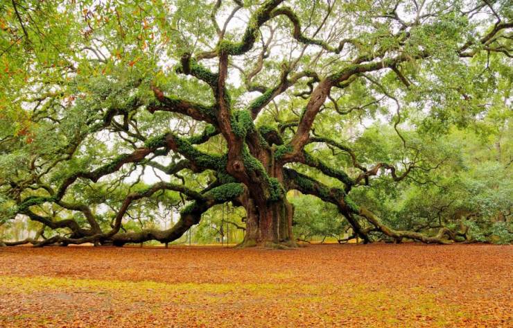 cool images, fun randoms - angel oak tree