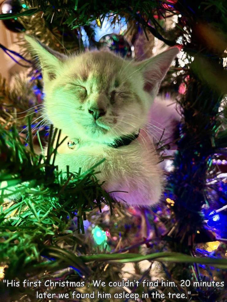 cool images, fun randoms - fauna - "His first Christmas. We couldn't find him. 20 minutes later we found him asleep in the tree."