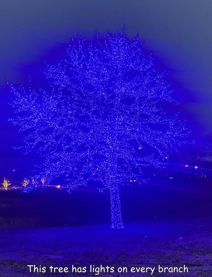 cool images, fun randoms - sky - This tree has lights on every branch