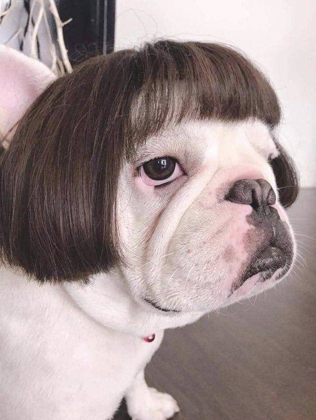 cool images, fun randoms - english bulldog haircut