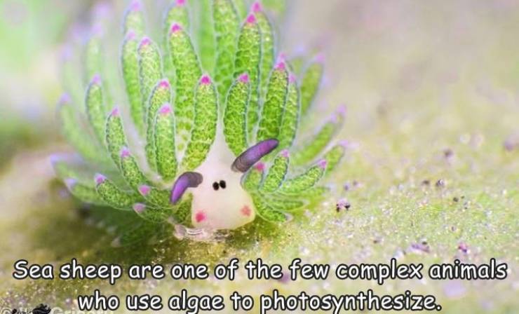fun randoms - tuning - Sea sheep are one of the few complex animals who use algae to photosynthesize.