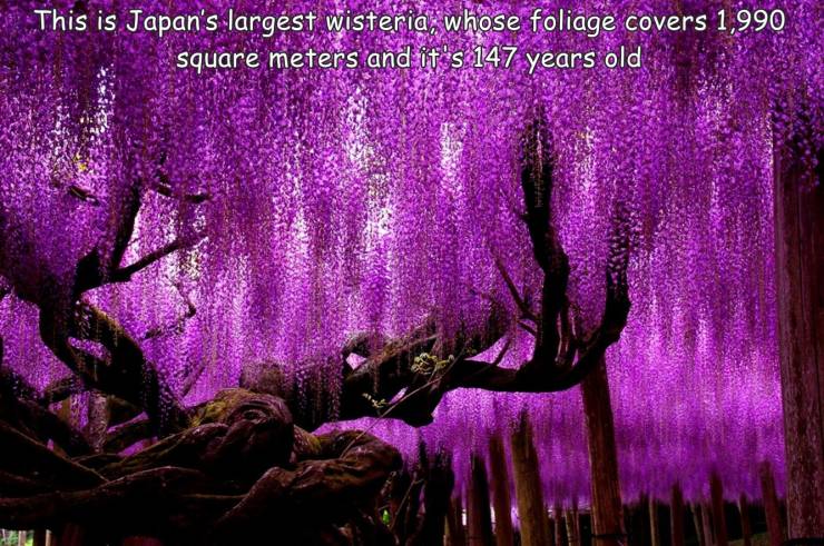 fun randoms - wisteria tree - This is Japan's largest wisteria, whose foliage covers 1,990 square meters and it's 147 years old