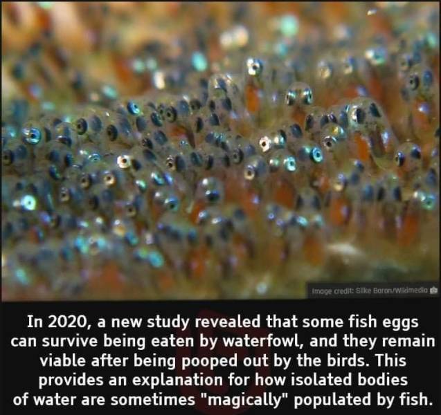 fun randoms - fish eggs - g. Image credit Silke BaronWikimedia In 2020, a new study revealed that some fish eggs can survive being eaten by waterfowl, and they remain viable after being pooped out by the birds. This provides an explanation for how isolate