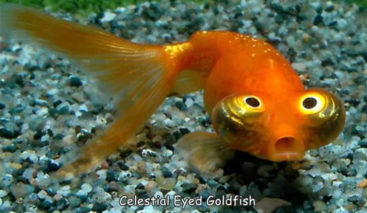 fun randoms - celestial eye goldfish - Celestial Eyed Goldfish