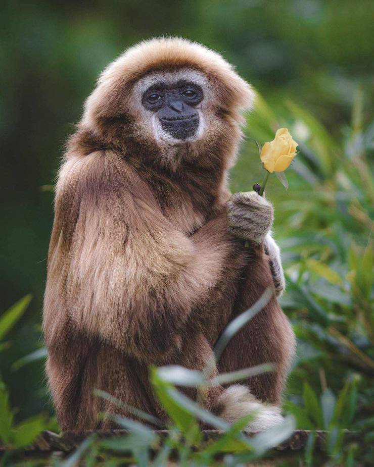 fun randoms - gibbon with flower