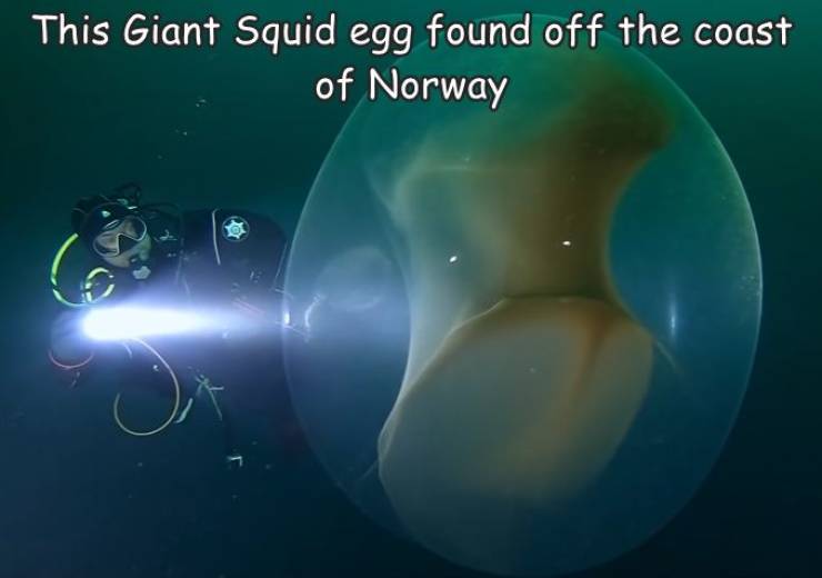 fun randoms - prophet adam - This Giant Squid egg found off the coast of Norway