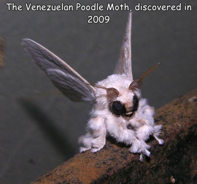 fun randoms - fur moth - The Venezuelan Poodle Moth, discovered in 2009
