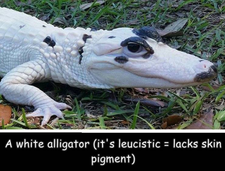 fun randoms - albert einstein cartoon - A white alligator it's leucistic lacks skin pigment