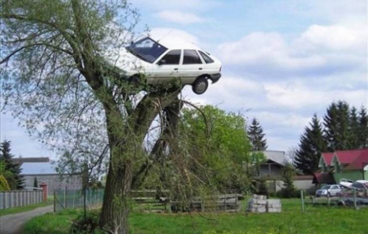 car in a tree