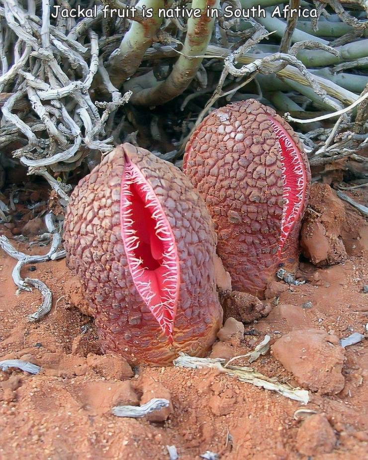hydnora africana - Jackal fruit is native in South Africa arrasa Nime