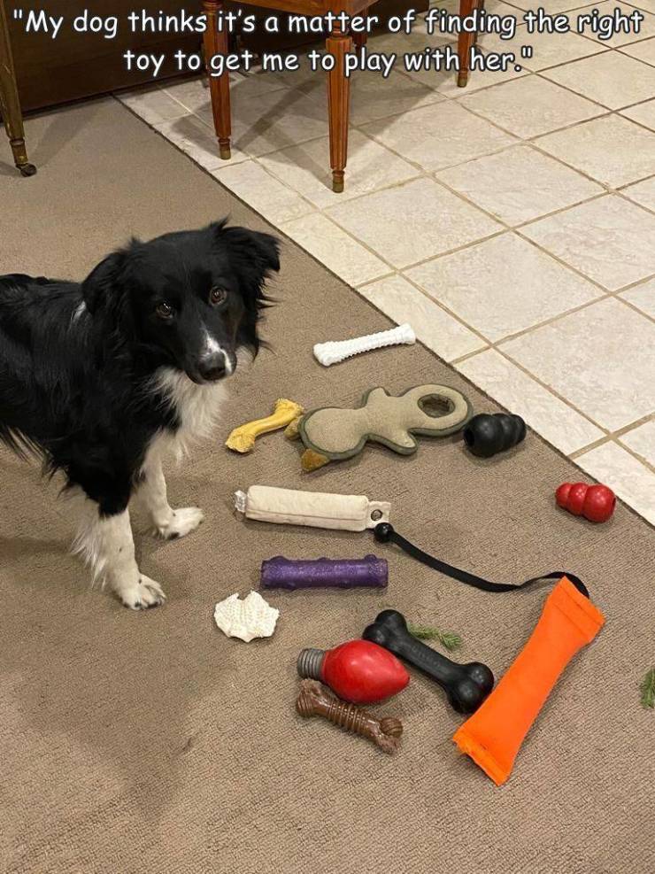floor - "My dog thinks it's a matter of finding the right toy to get me to play with her."
