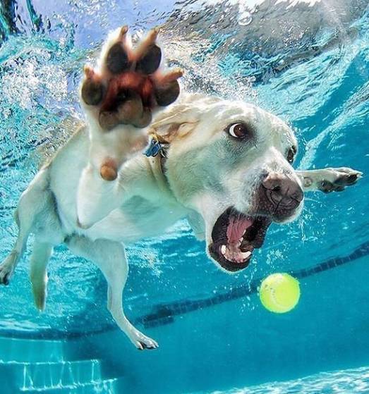diving dog