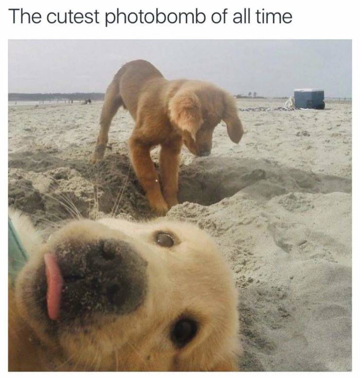 fun randoms - cutest photo bomb of all time - The cutest photobomb of all time