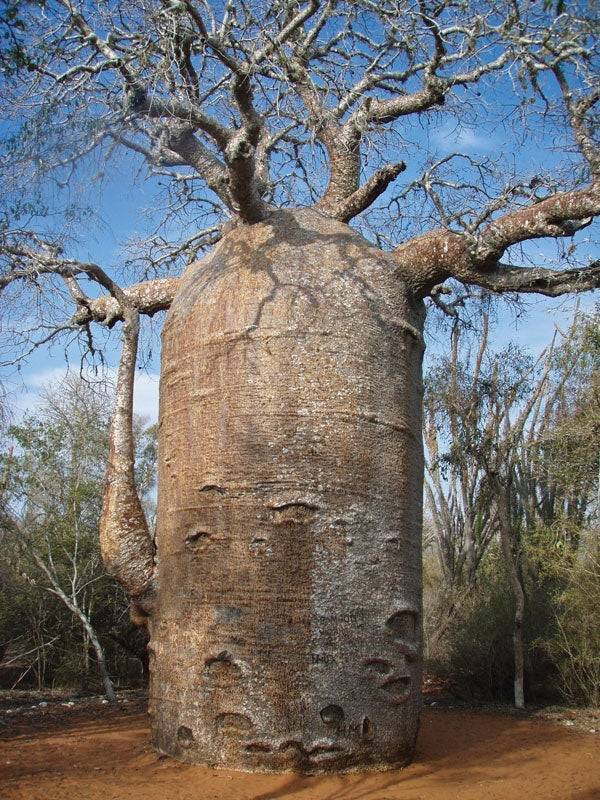 fun randoms - baobab tree