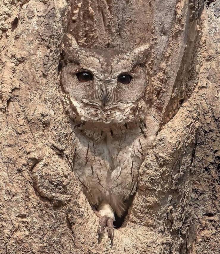 fun randoms - spot the owl