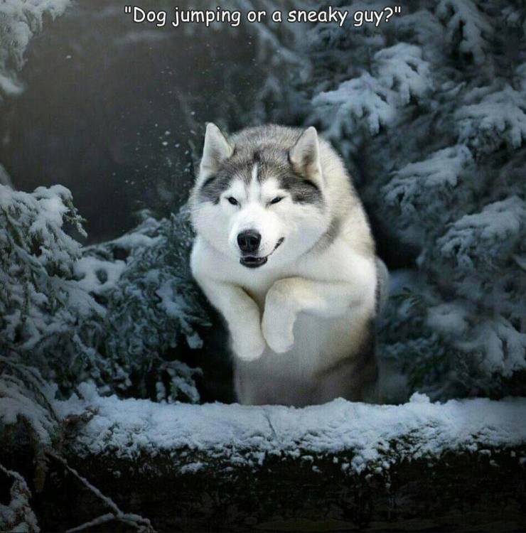 fun randoms - sakhalin husky - "Dog jumping or a a sneaky guy?"