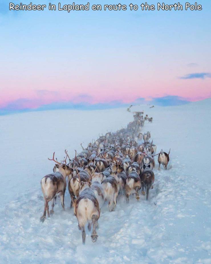 fun randoms - reindeer - Reindeer in Lapland en route to the North Pole