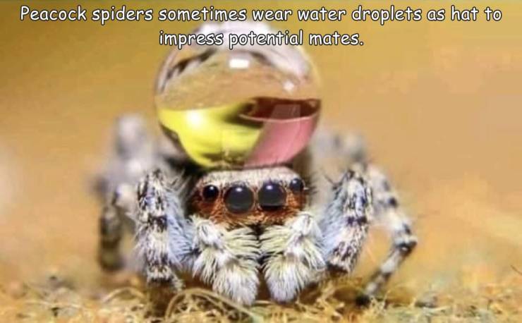 funny photos - cool picsspider with dew drop hat - Peacock spiders sometimes wear water droplets as hat to impress potential mates.