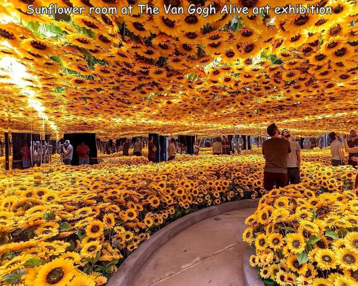 fun randoms - funny photos - starlight van gogh - Sunflower room at The Van Gogh Alive art exhibition