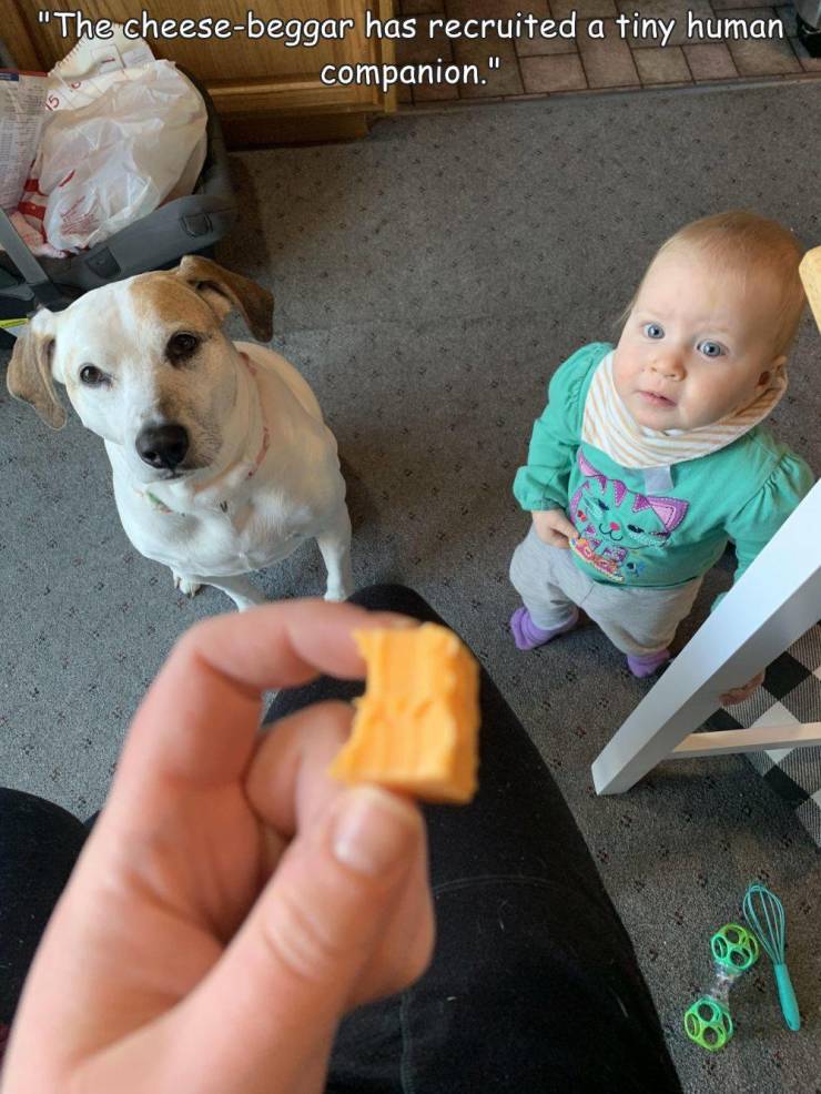 fun randoms - funny photos - dog - "The cheesebeggar has recruited a tiny human companion."