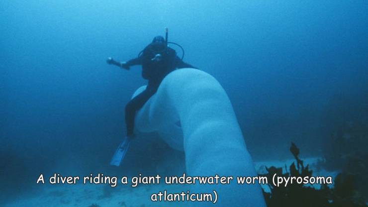 A diver riding a giant underwater worm pyrosoma atlanticum