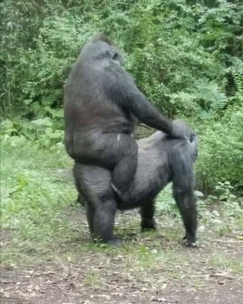 gorilla riding gorilla