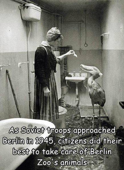 shoebill berlin zoo - As Soviet troops approached Berlin in 1945, citizens did their best to take care of Berlin Zoo's animals
