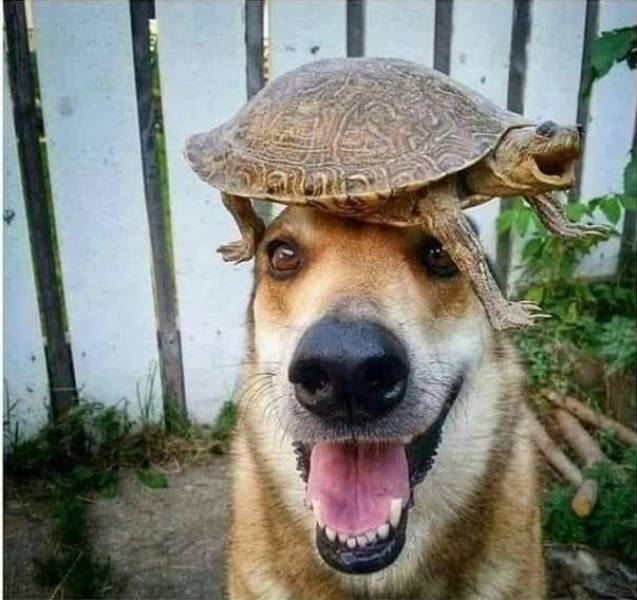 fun pics - cool images - dog and turtle