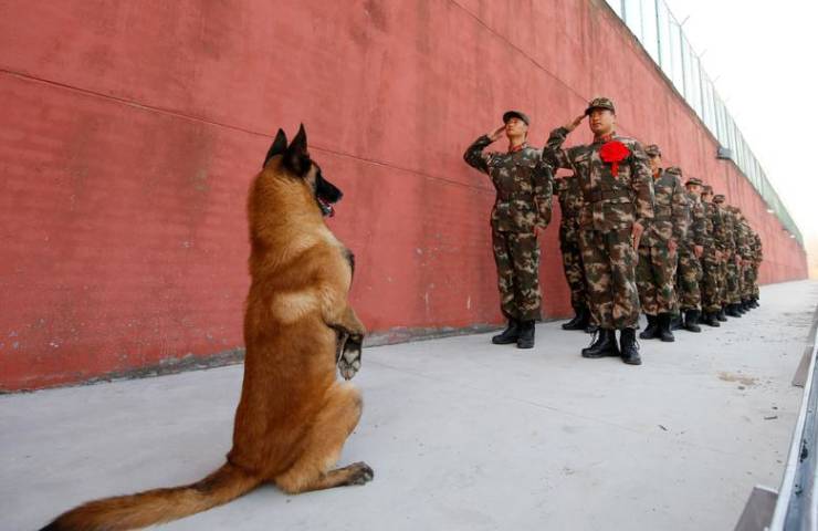 fun pics - cool images - military dog saluting