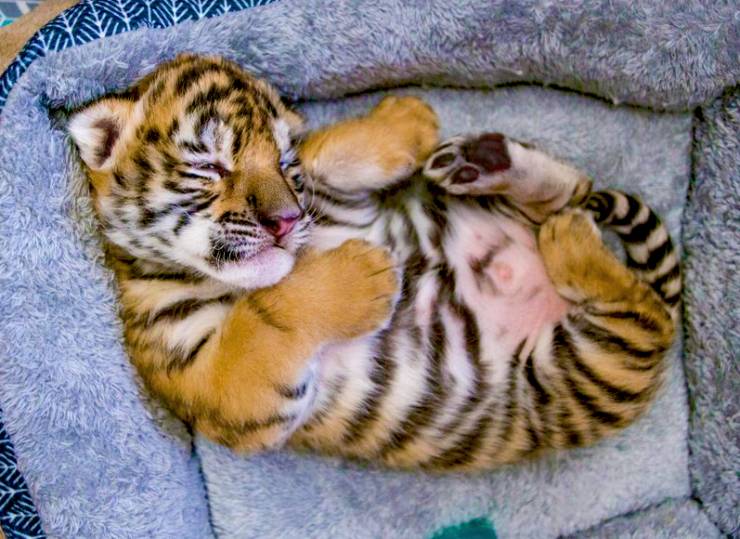 fun pics - cool images - tiger cub and cat - Water
