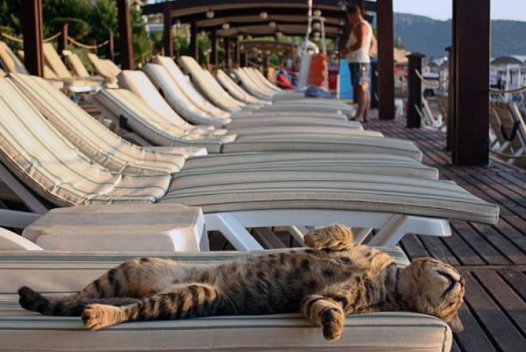 fun randoms - cats sunbathing