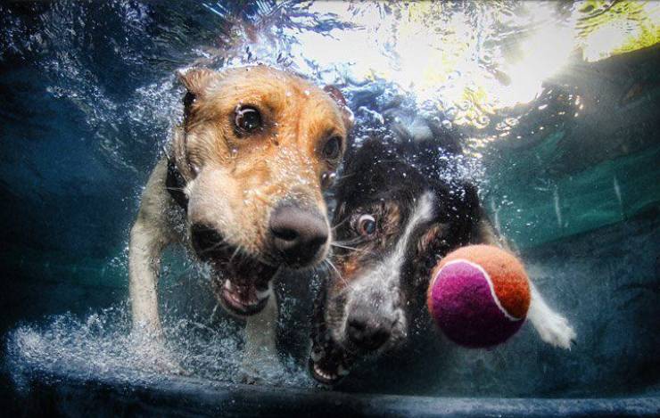 fun randoms - dogs underwater ball