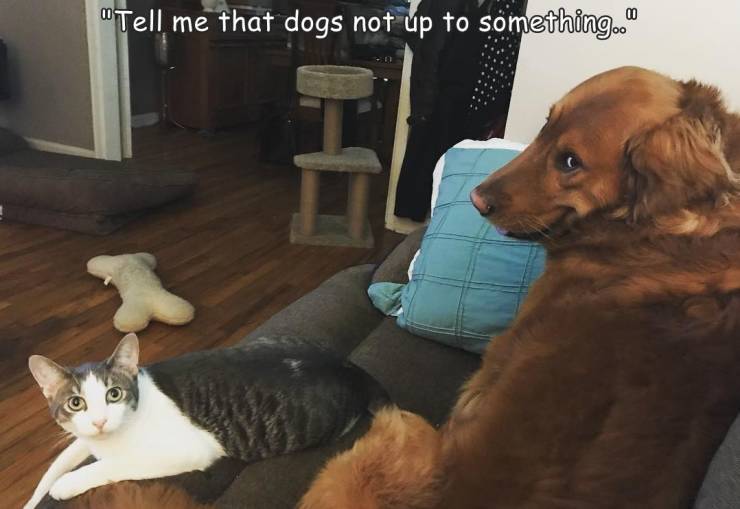 fun randoms - cat - "Tell me that dogs not up to something."