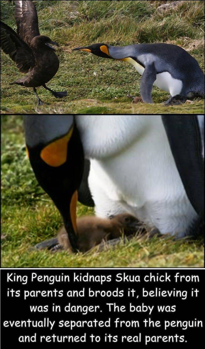 fun randoms - king penguin kidnaps skua chick - King Penguin kidnaps Skua chick from its parents and broods it, believing it was in danger. The baby was eventually separated from the penguin and returned to its real parents.